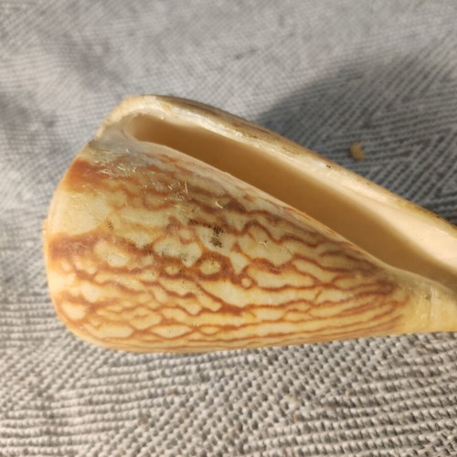 Cone Shell used, faded colors