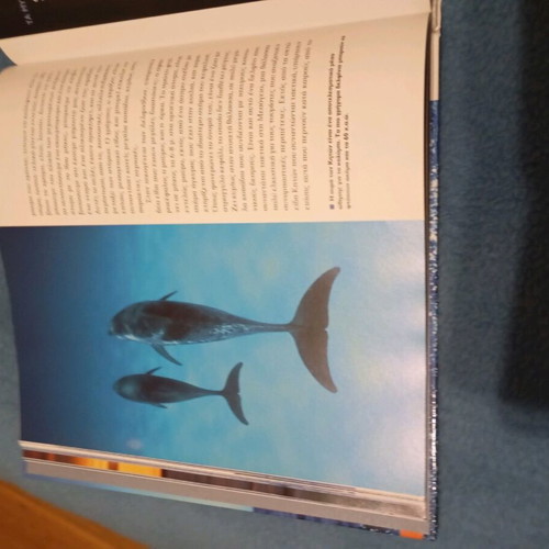 Whales, dolphins and sea mammals like new