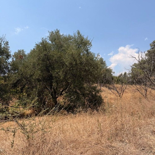Koroneiki olive trees used, pack of 300