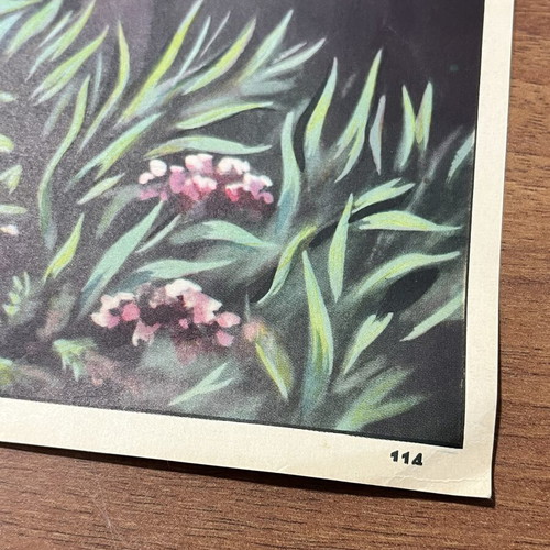 Chromolithograph Rekou used, 32x42 cm