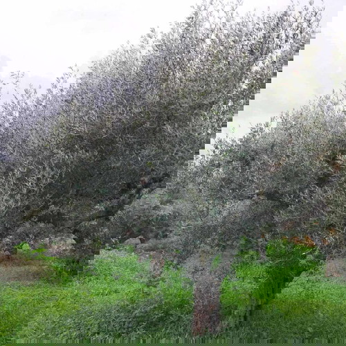 Olive grove 2.5 acres with 55 olive trees in Messinia, Romanos