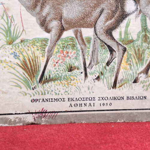 Zoology used, first edition 1950 by Panagiotis G. Tsilithras