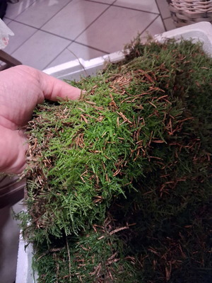 Βρύα ζωντανά καινούργια για kokedama terrarium με τελάρο