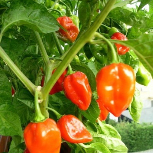 Habanero Orange hot pepper seeds, pack of 25