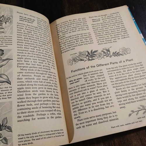 Wild Flowers 1962 book used, English edition