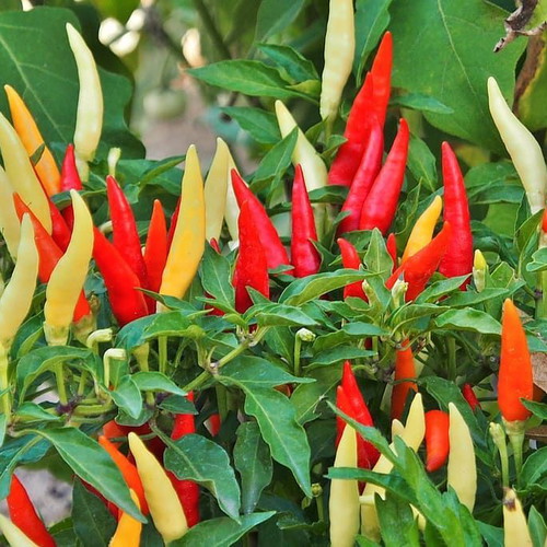 Capsicum Annuum Mix Bolivia Pepper Seeds, 20 pcs, ornamental and edible