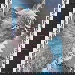  Φεγιε γραμματοσημων Ισημερινή Γουινέα 1978 Cats BLOCK IMPERF USED