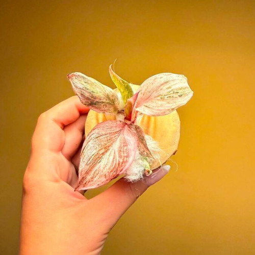 Philodendron Fire Phoenix plant