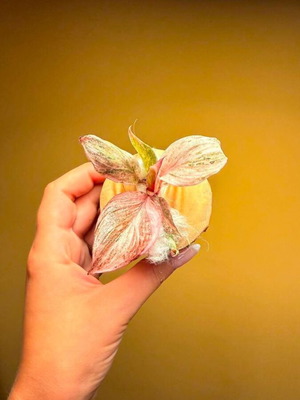Philodendron Fire Phoenix plant