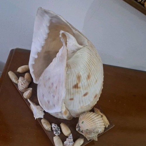 Decorative seashell composition used, wooden base