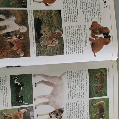 Book The Perfect Book of the Dog David Taylor like new