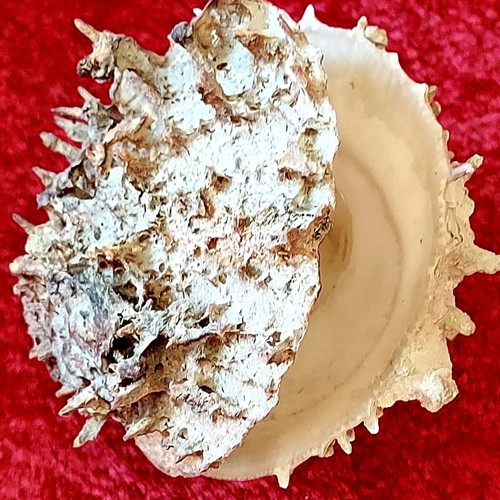 Spiny Oyster Shell like new, natural marine collectible