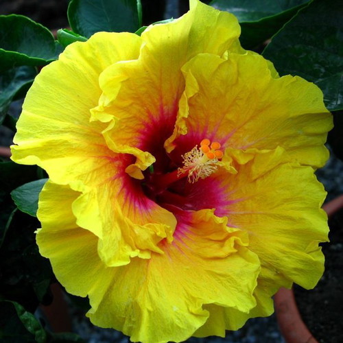 Hibiscus plant seeds mix colors, pack of 20