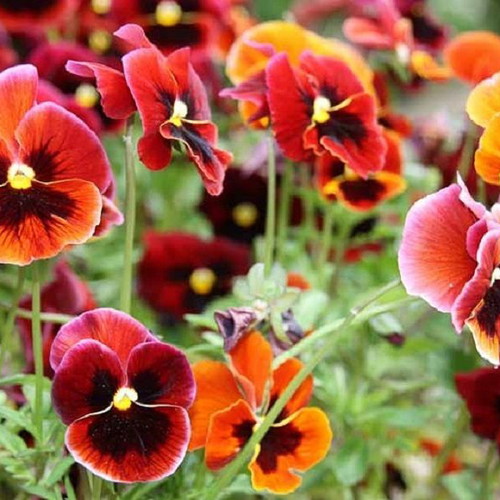 Viola Pansy flower seeds, pack of 20, multicolored ornamental plant
