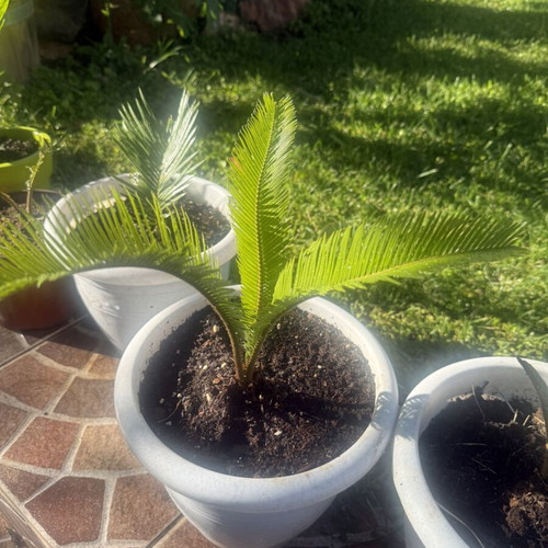 Cycas newborn plant in excellent condition
