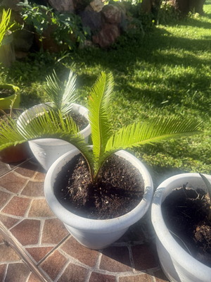 Cycas newborn plant in excellent condition