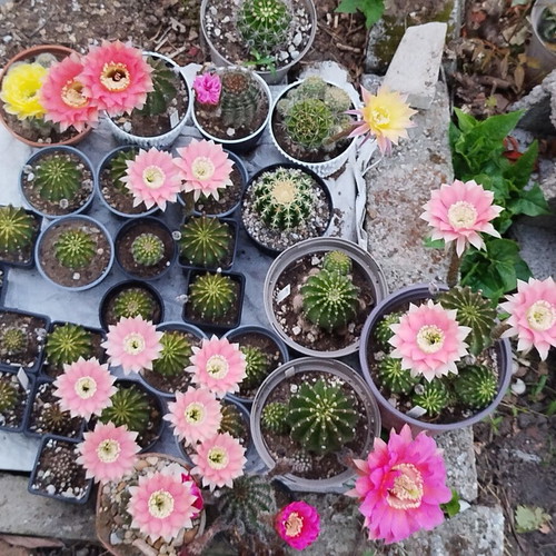Echinopsis cv Roth 107 cactus new, 8cm