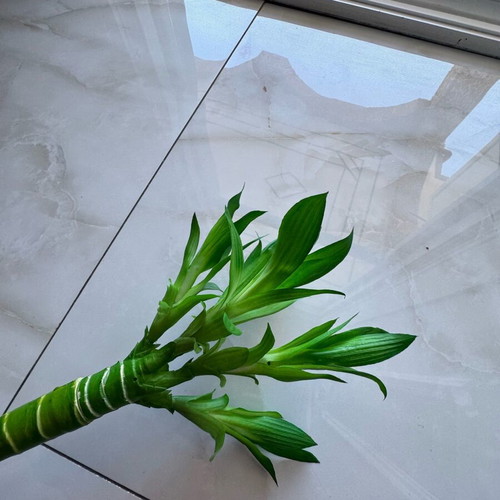 Lucky flower artificial bamboo like new
