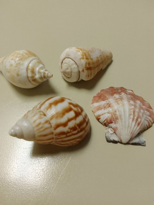 Διακοσμητικά κοχύλια σαν καινούργια, σετ 4 τεμαχίων