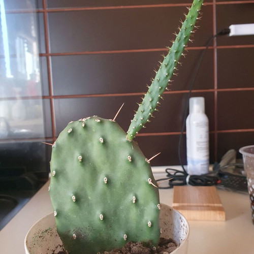 Opundia cactus like new