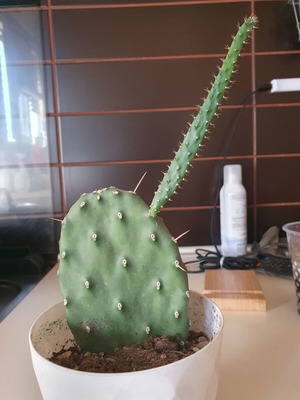 Opundia cactus like new
