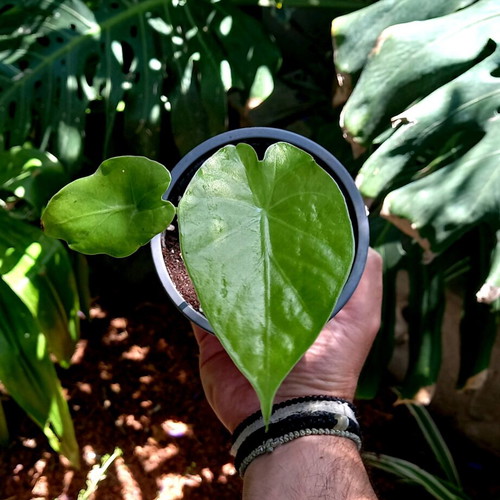Alocasia odora baby plants new, healthy and resilient