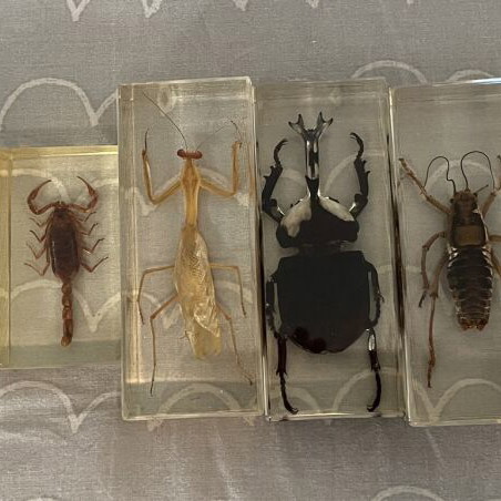 Collection of 9 insects and arthropods in resin