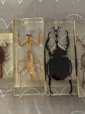 Collection of 9 insects and arthropods in resin
