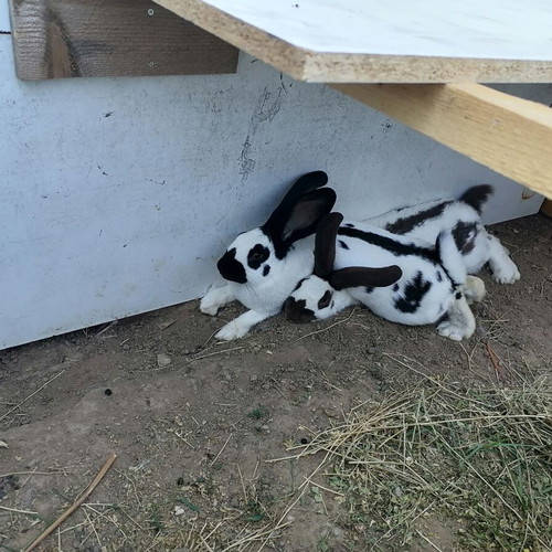 Rabbit hutches new, various sizes, reinforced for heavy rabbits