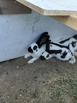 Rabbit hutches new, various sizes, reinforced for heavy rabbits