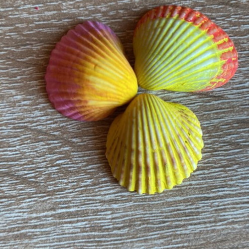 Decorative seashells hand-painted set of 18 with acrylic colors