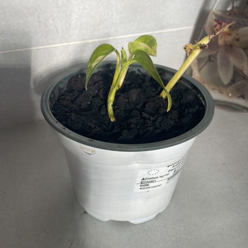 Pothos climbing plant new, indoor