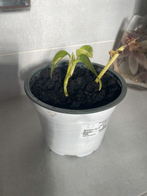 Pothos climbing plant new, indoor