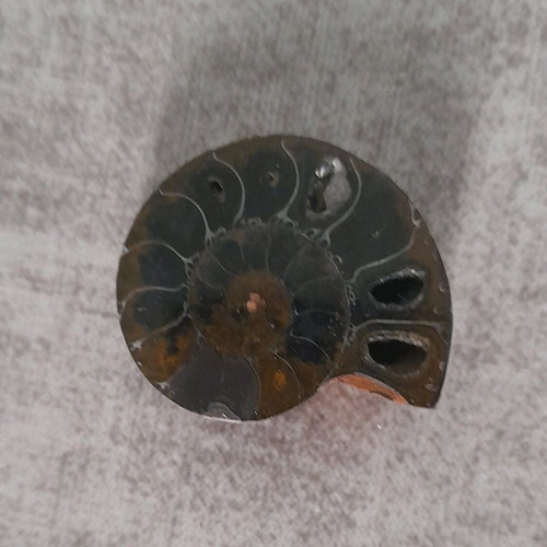 Ammonite fossil used with hole for jewelry