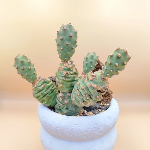 Mini desert landscape with Tephrocactus articulatus, new