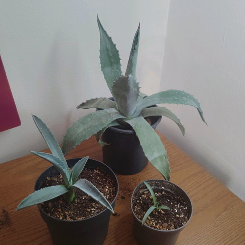 Agave in three sizes, new available