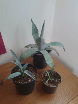 Agave in three sizes, new available