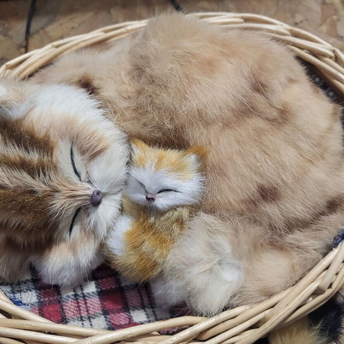Plush Cats like new, various sizes, sold together