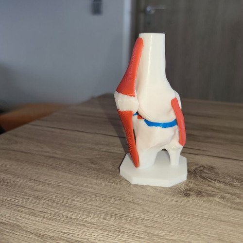 3D Anatomical Model of Knee Joint new, detailed and colored