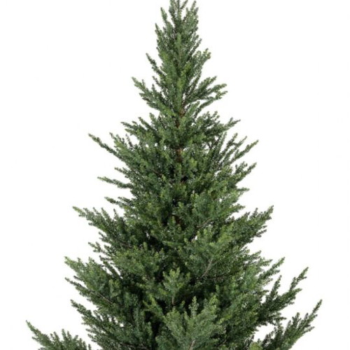 Norway spruce Christmas tree 210cm