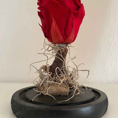 Forever Rose decorative red new with glass dome