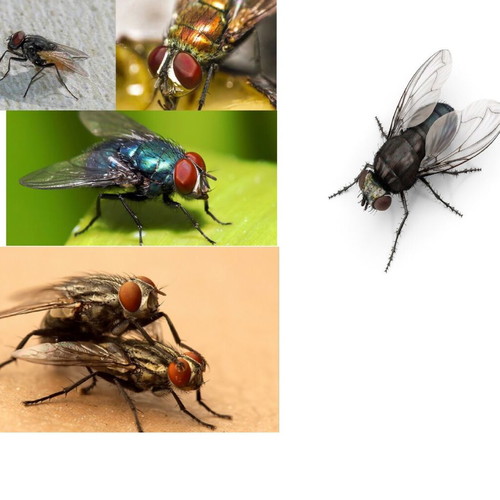 Flies for adoption new