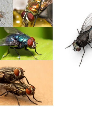 Flies for adoption new