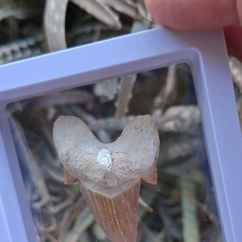 Fossilized shark tooth from Morocco