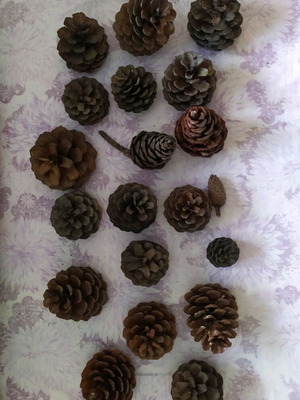 Christmas pine cones like new, pack of 20, natural wood