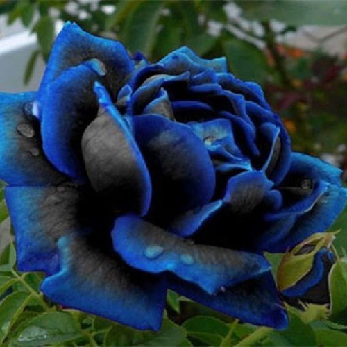 Rare Deep Blue Rose Seeds, pack of 25