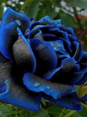 Rare Deep Blue Rose Seeds, pack of 25