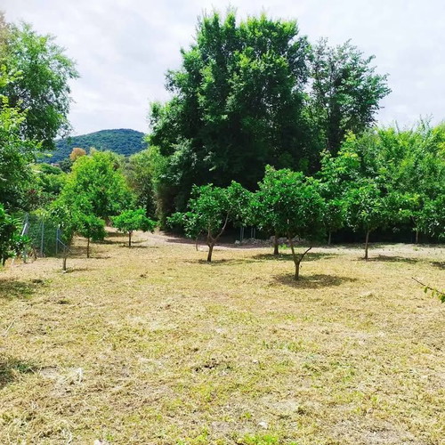 Olive Grove Land 10,000 m² with 119 Healthy Trees in Aetolia-Acarnania
