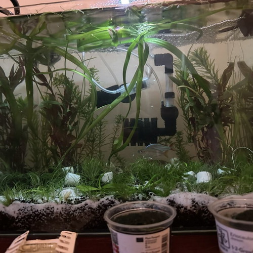 Waterbox Clear Mini 6 Aquarium like new, 20 liters