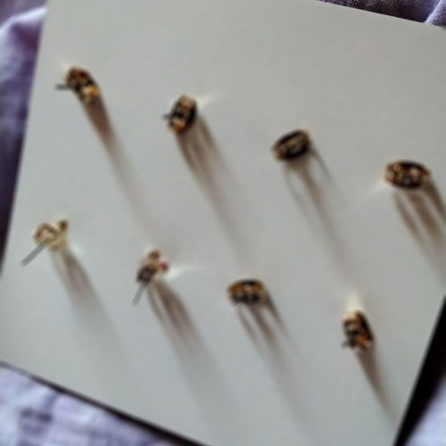 Earrings new, multicolored